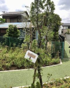 水木さんが育てていたカイヅカイブキ