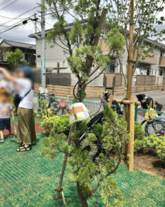 水木さんが育てていたカイヅカイブキ