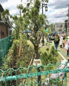 水木さんが育てていたカイヅカイブキ